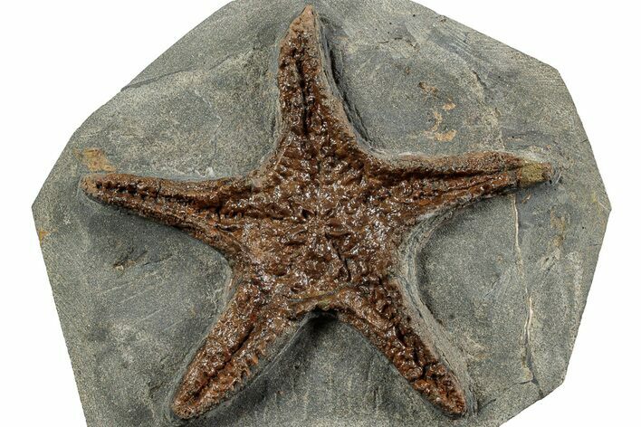 Upper Ordovician Fossil Starfish - Morocco #232963